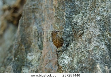 Limestone Wren-babbler, Rufous Limestone-babbler