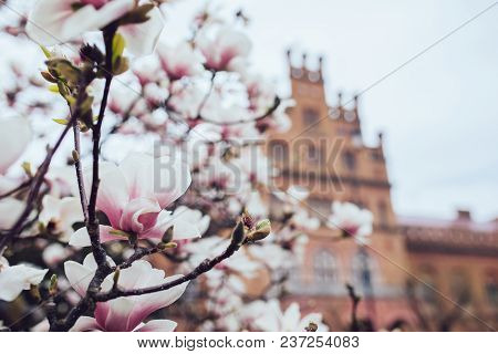 Magnolia Tree Blossom Outdoors Spring Time