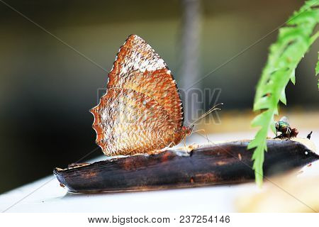 The Palmfly Butterfly Eat Bananas On The Floor.