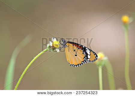 Danaus Chrysippus Chrysippus  Butterfly Both Wings Are Reddish Brown.