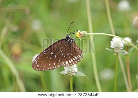 Common Lndian Crow Butterfly On Yellow Flowers