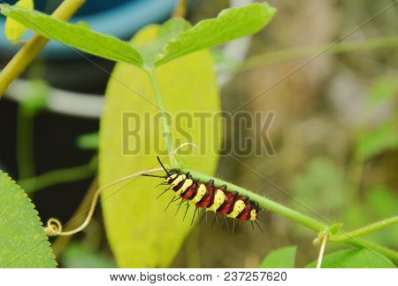 Caterpillar Climbing And Feeding On Butterfly Pea Branch In Garden