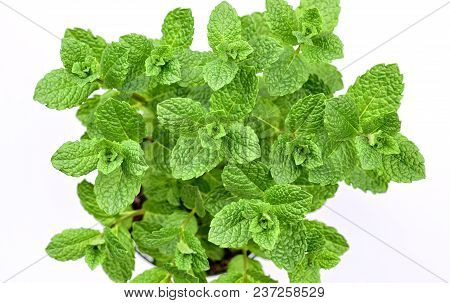 Gardening, Cultivation,farming And Care Of Aromatic Plants Concept: Fresh Mint Plants Isolated On A 