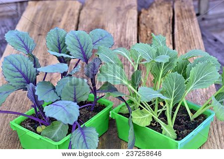 Farming,cultivation, Agriculture And Care Of Vegetables Concept: White And Red Young Cabbage Seedlin