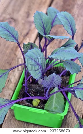 Farming,cultivation, Agriculture And Care Of Vegetables Concept: Young Red Cabbage Seedlings On A Wo