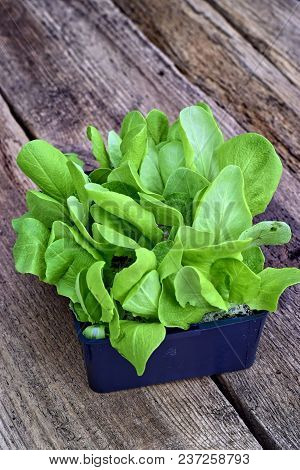 Farming,cultivation, Agriculture And Care Of Vegetables Concept: Green Lettuce Seedlings On A Wooden