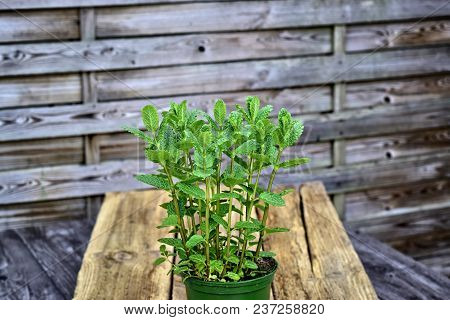 Gardening, Cultivation,farming And Care Of Aromatic Plants Concept: Fresh Aromatic Mint On A Wooden 