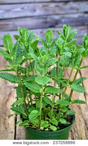 Gardening, Cultivation,farming And Care Of Aromatic Plants Concept: Fresh Aromatic Mint On A Wooden 