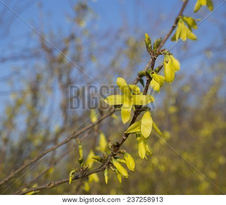 Close Up Blossom Weeping Forsythia Or Golden-bell Flower (forsythia Suspensa) Selective Focus, Blue 