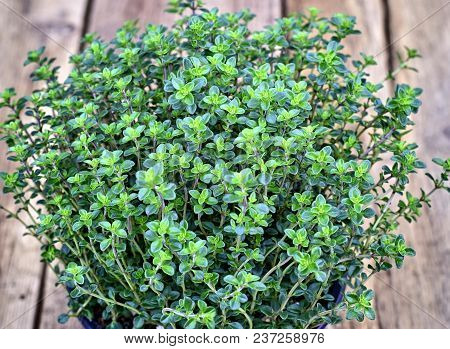 Gardening, Cultivation,farming And Care Of Aromatic Plants Concept: Fresh Seedlings Of Aromatic Lemo