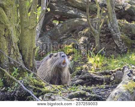 Muskrat (ondatra Zibethicus) Looking Up From Mossy Trees And Grass