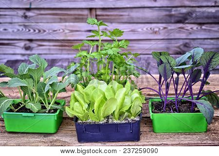 Farming,cultivation, Agriculture And Care Of Vegetables Concept: Fresh Young Vegetable Seedlings On 