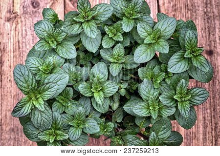 Gardening, Cultivation,farming And Care Of Aromatic Plants Concept: Fresh Aromatic Peppermint On A W