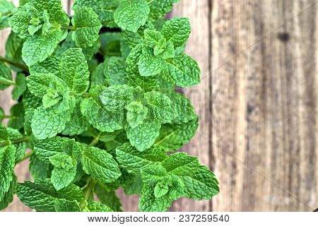 Gardening, Cultivation,farming And Care Of Aromatic Plants Concept: Fresh Aromatic Mint On A Wooden 