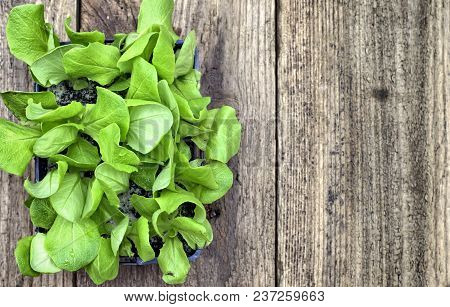 Farming,cultivation, Agriculture And Care Of Vegetables Concept: Green Lettuce Seedlings On A Wooden