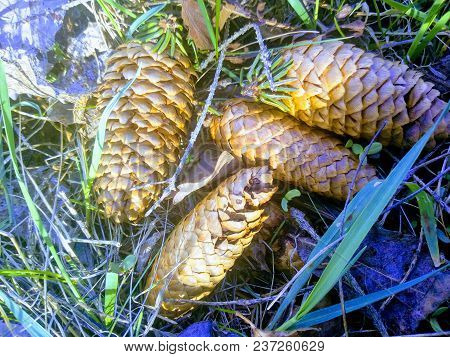Four Fir Cones In The Grass And Leaves