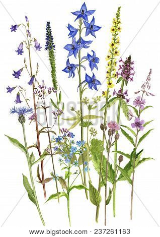 Background With Watercolor Drawing Palnts And Flowers, Hand Drawn Illustration