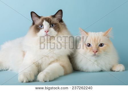 Regdoll And Birman Male Cats Looking At Camera On Blue Background