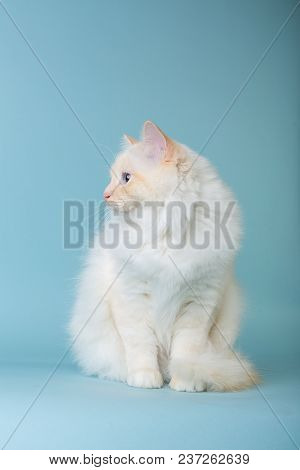 Birman Male Cat Sitting On Blue Background Looking Left
