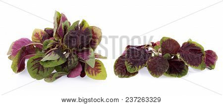 Closeup Red Spinach Isolated On White Background