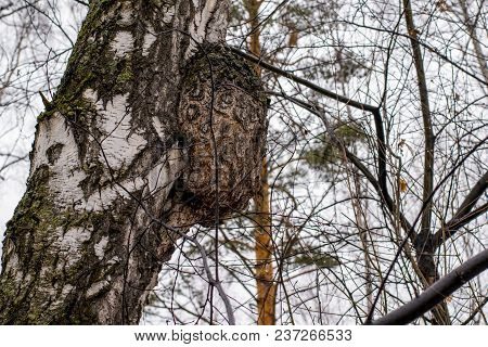 The Knot, Abnormal Curvature On The Trunk Of A Birch. Tree Fungus, Mushroom, Excrescence On The Wood