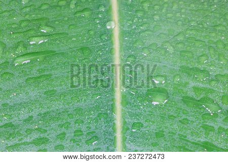 The Wet Ficus Leaf With The Drops Of Rain Or Dew. The Macro Shot Is Made By Means Of Stacking Techno