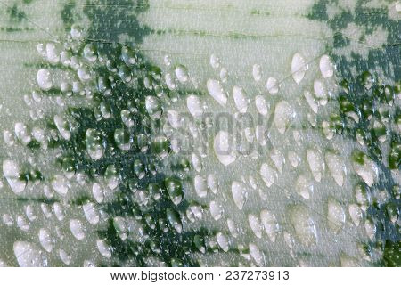 The Wet Leaf Of The Sansevieria With The Drops Of Rain Or Dew. The Macro Shot Is Made By Means Of St