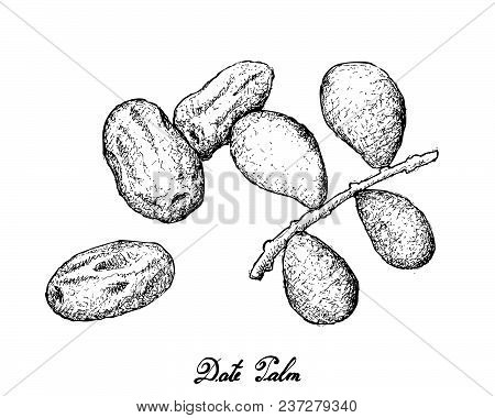Tropical Fruits, Illustration Of Hand Drawn Sketch Fresh Dates Or Phoenix Dactylifera Fruits Isolate