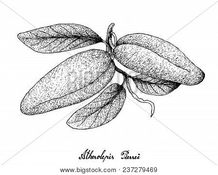 Fresh Fruits, Illustration Of Hand Drawn Sketch Atherolepis Pierrei Fruits Isolated On A White Backg