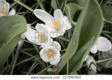 The White Snowdrops In The Botanical Garden