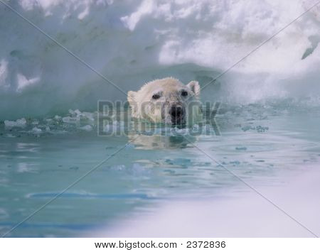 Niedźwiedź polarny
