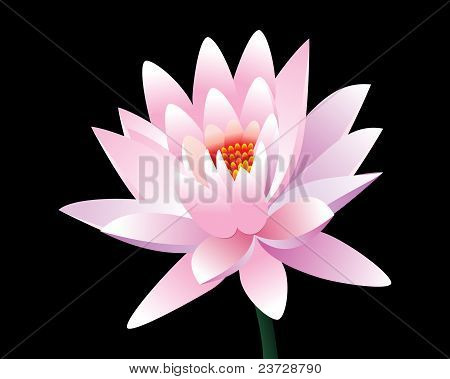 Soyut pembe Lotus çiçeği
