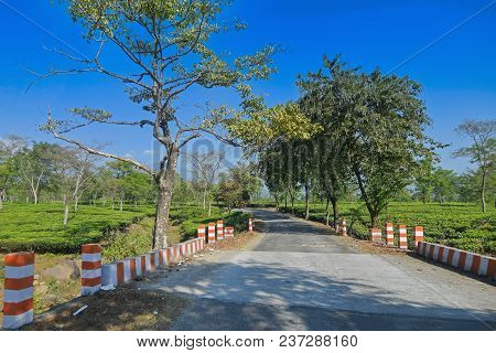 A Beautiful Road Passing Through Tea Estate Of Jhalong, Dooars - North Bengal, West Bengal, India.