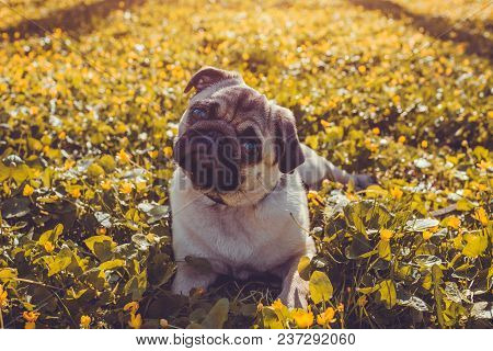 Pug Dog Walking In Spring Forest. Puppy Lying Among Yellow Flowers In The Morning And Looks At Camer