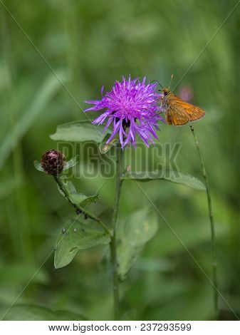 Beautiful Orange Butterfly On Violet Rhaponticum In A Garden