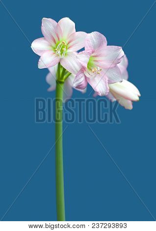 Hippeastrum Amaryllis Sonatini Pink Rascal Close Up On Blue Background
