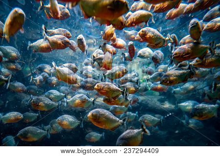 Piranha (Colossoma macropomum) in an aquarium on a green background