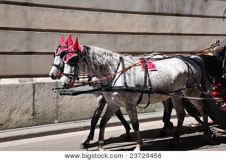 Fiaker en Viena