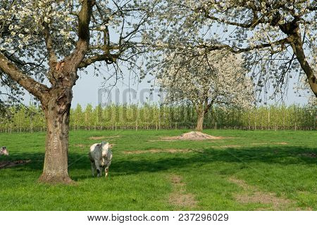Belgian Blue Cow, Very Big Special Beef Cattle With Double-muscling Lean On Farm In Springtime