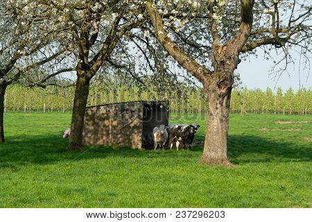 Belgian Blue Cow, Very Big Special Beef Cattle With Double-muscling Lean On Farm In Springtime