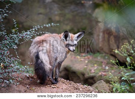 Big Eared (bat-eared) Fox Over Natural Background