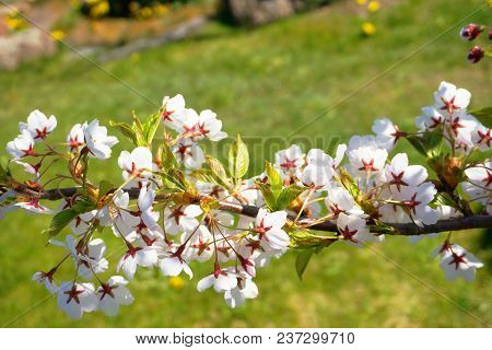 Pink Cherry Blosom Sakura. Green Background. Japan Garden