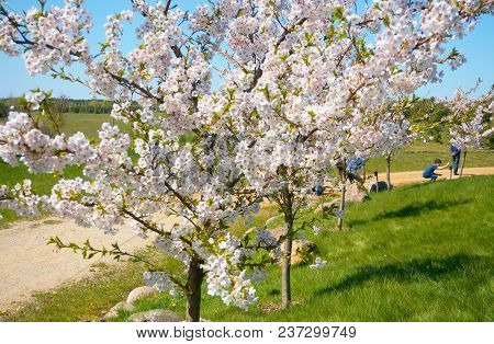 Beautiful Winding Cherry Blossom Lane. Sakura Tree In Spring. Japan Garden.