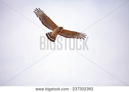Red Shouldered Hawk Buteo Lineatus