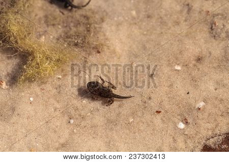 Black Southern Chorus Frog Pollywog Tadpoles Pseudacris Nigrita