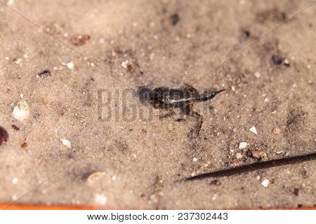 Black Southern Chorus Frog Pollywog Tadpoles Pseudacris Nigrita