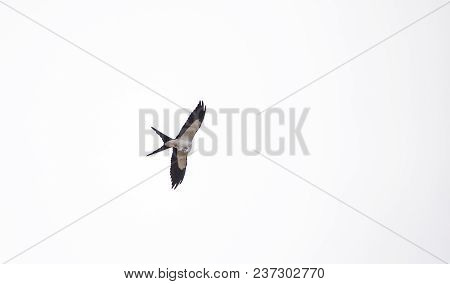 Swallowtail Kite Elanoides Forficatus Flies