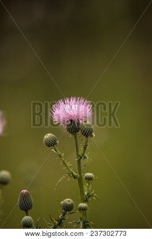 Spiky Purple Thistle Flower Carduus Horridulum Grows In A Marsh In Naples, Florida