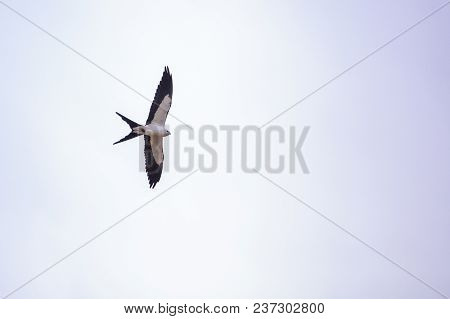 Swallowtail Kite Elanoides Forficatus Flies