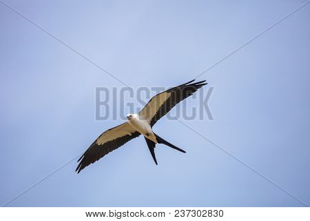 Swallowtail Kite Elanoides Forficatus Flies